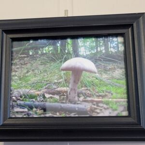 Framed original Nature